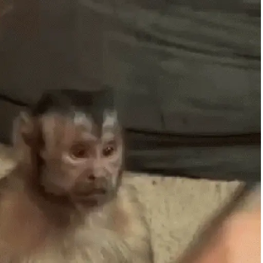 🐒 Monos Risas Meme 🙊🤣 XDXD 1