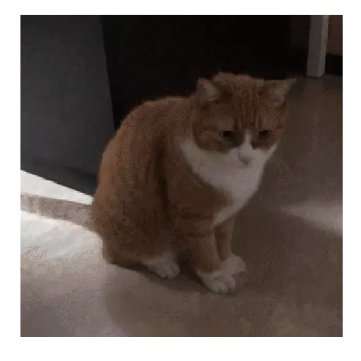 Gatos y Perros expresivos 😍❤️ 9