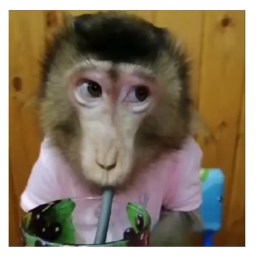 Mono TikTok 🐵 20