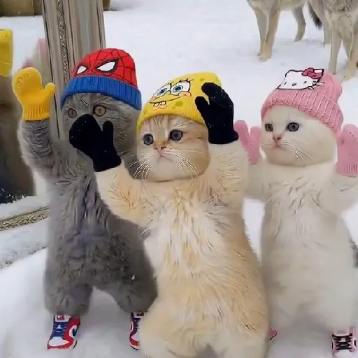🐈 Dancing Cat🐱Gatos Tiktok📱 4
