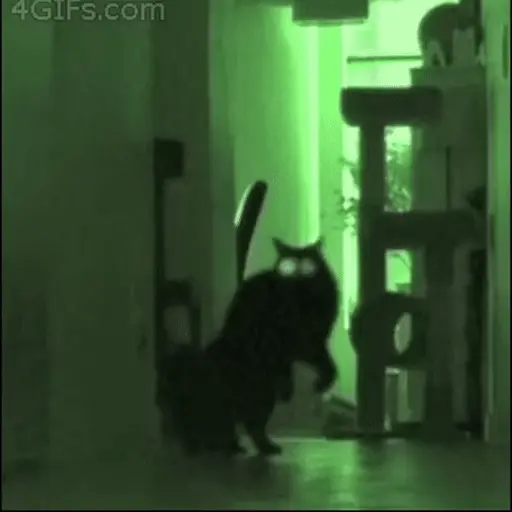Gatos 😸🐈‍⬛ Michis funny 3🐈 8