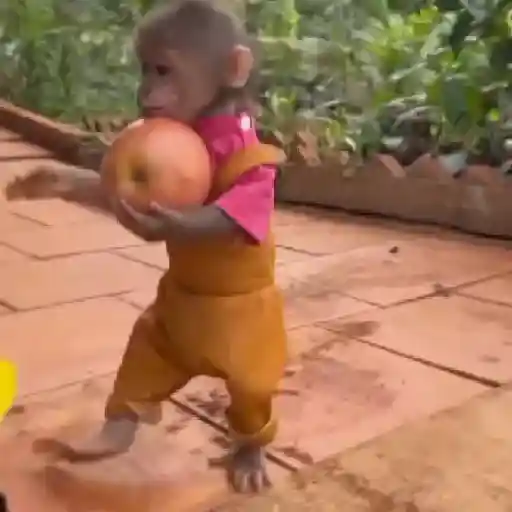 Monitos bonitos y tiernos🥰💕  4