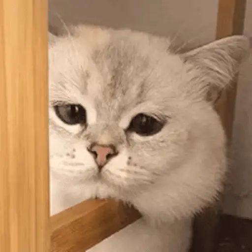 😻 Michis Gatos funny 🐈🐈‍⬛ 8