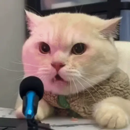 Gatos 🐈🐈‍⬛ Michis funny 😸 2