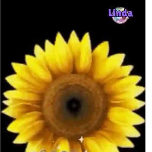 Axy Linda 26-13 14