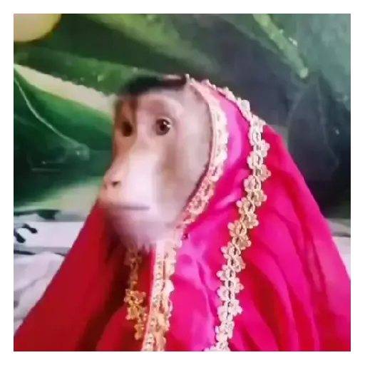 Mono TikTok 🐵 13