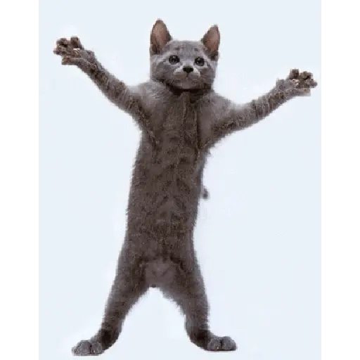 Kucing joget / dancing cat 14