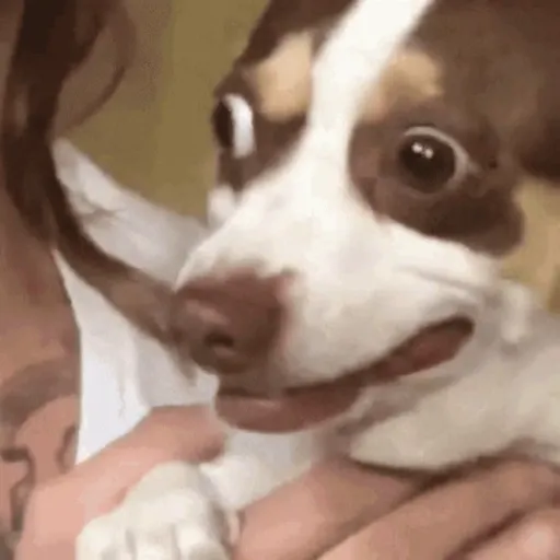 Omg 4