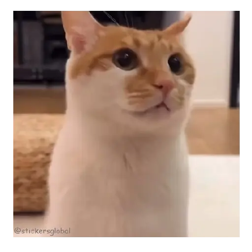 Gatos Memes 😼❤️ 5