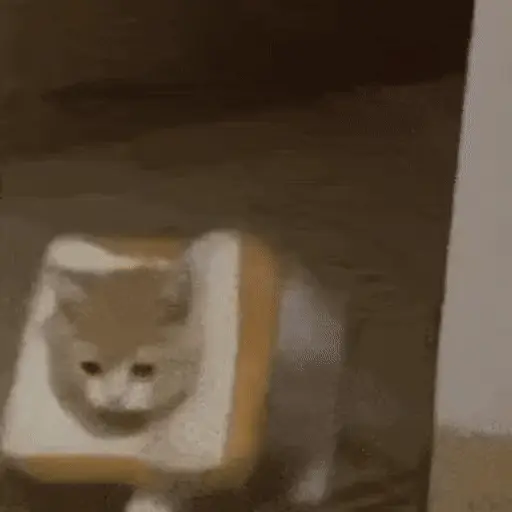 😻 Michis Gatos funny 🐈🐈‍⬛ 1