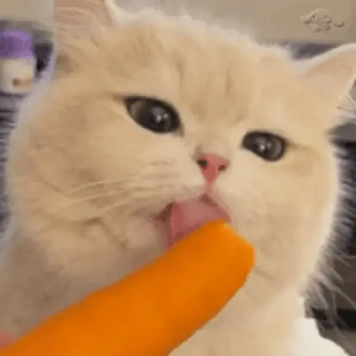 😻 Michis Gatos funny 🐈🐈‍⬛ 5