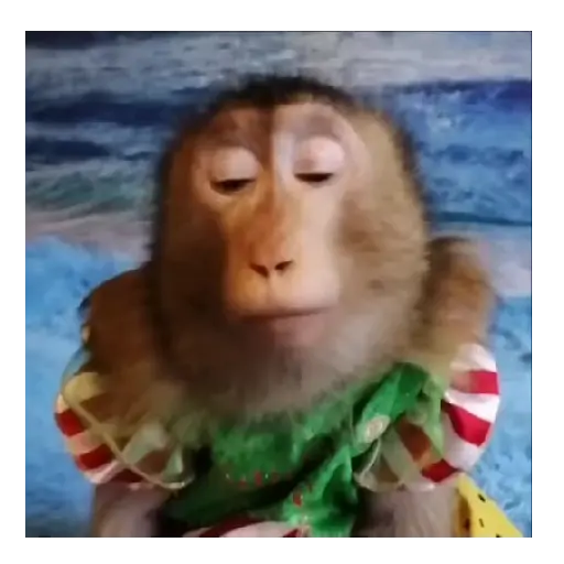 Mono TikTok 🐵 16