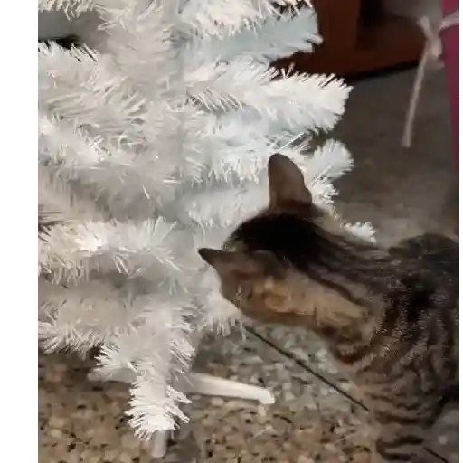 Gata loca 🤨🌲 3