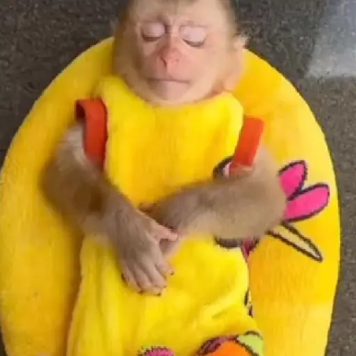 Monitos bonitos y tiernos🥰💕  9
