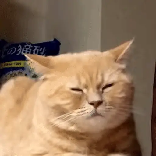 Gatos 🐈🐈‍⬛ Michis funny 😸 1