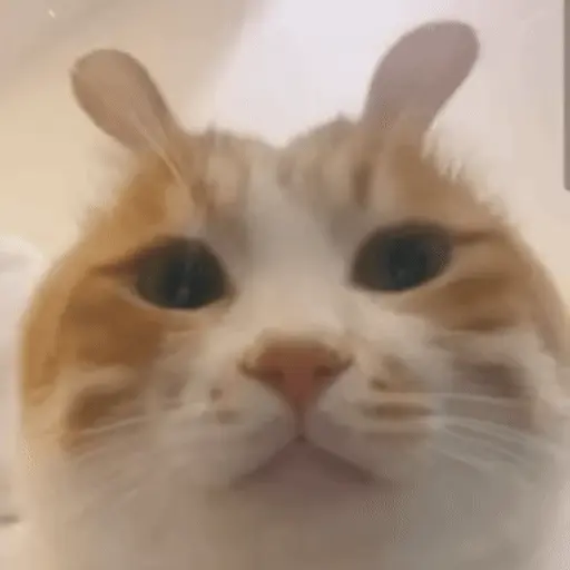 😻 Michis Gatos funny 🐈🐈‍⬛ 3