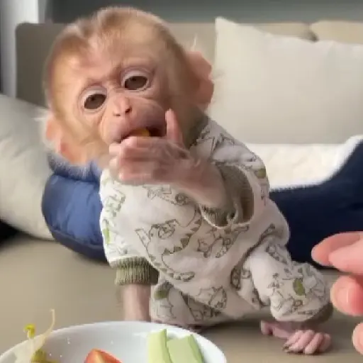 Monitos bonitos y tiernos🥰💕  7