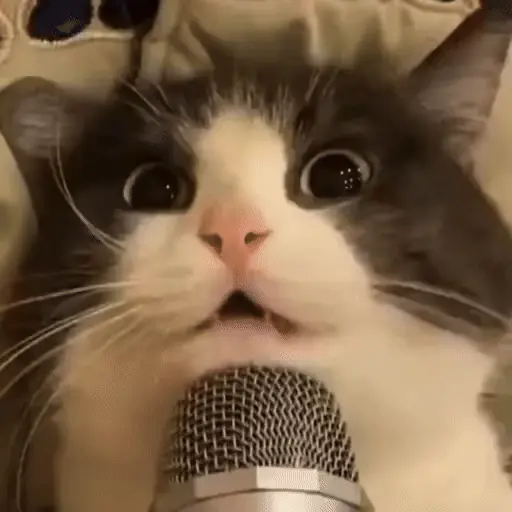 Gatos 🐈‍⬛🐈Michis Funny 2😸 1