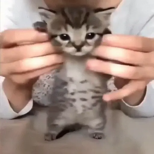 Kucing joget / dancing cat 12