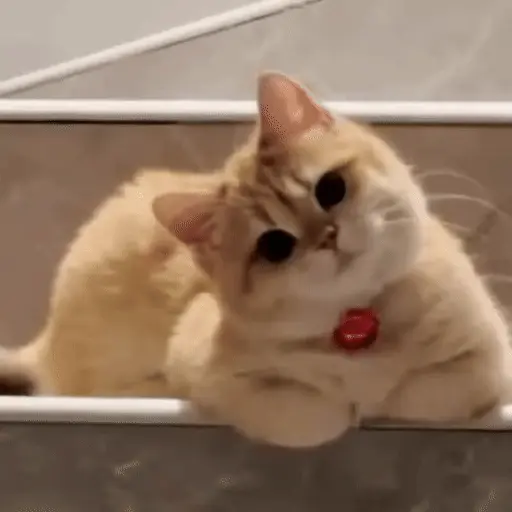 Gatos 😸🐈‍⬛ Michis funny 3🐈 1