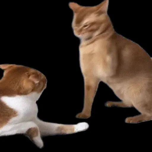 Memes aleatórios  12