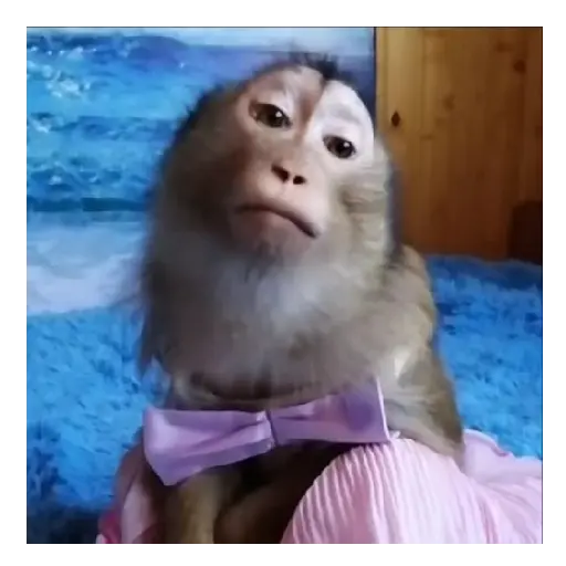 Mono TikTok 🐵 6