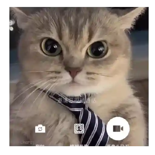 Gatos Memes 😼❤️ 6