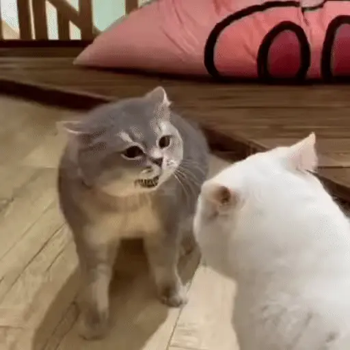 Gatos 😸🐈‍⬛ Michis funny 3🐈 11