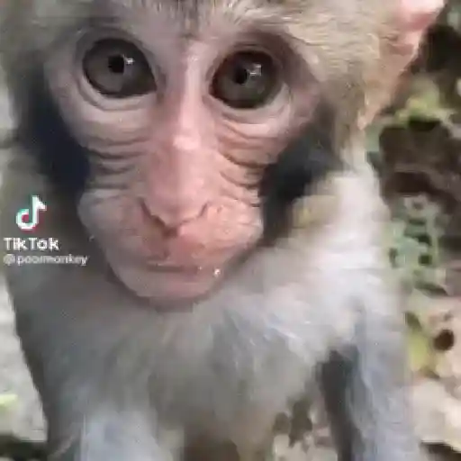 🐒 Monos Risas Meme 🙊🤣 XDXD 13