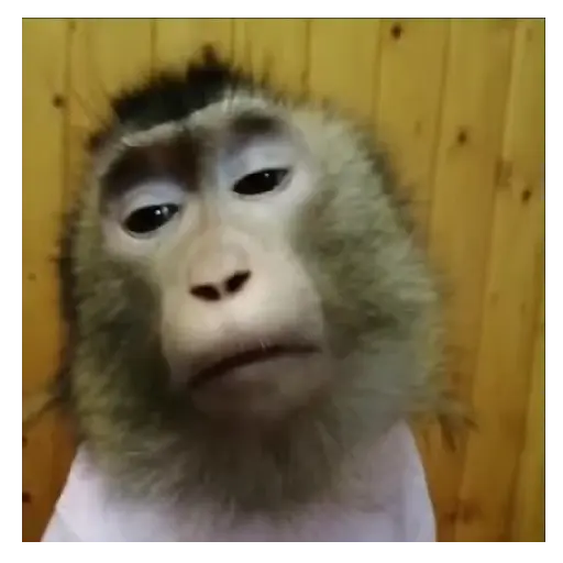 Mono TikTok 🐵 21