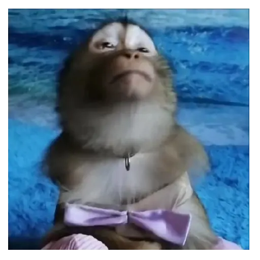 Mono TikTok 🐵 10