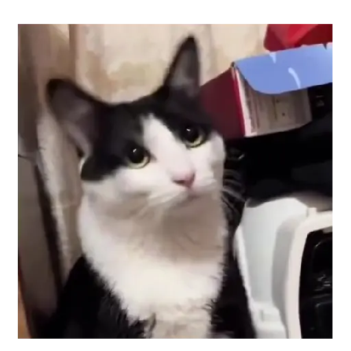 Gatos Memes 😼❤️ 9