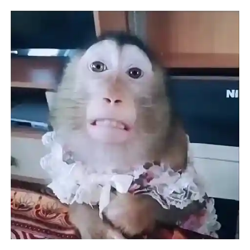 Mono TikTok 🐵 4