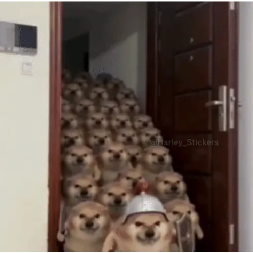 🔥📱 TIKTOK VIRAL 📱🔥 12