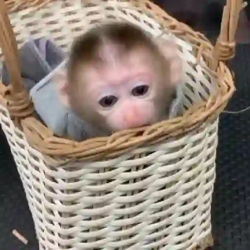 Monitos bonitos y tiernos🥰💕  15