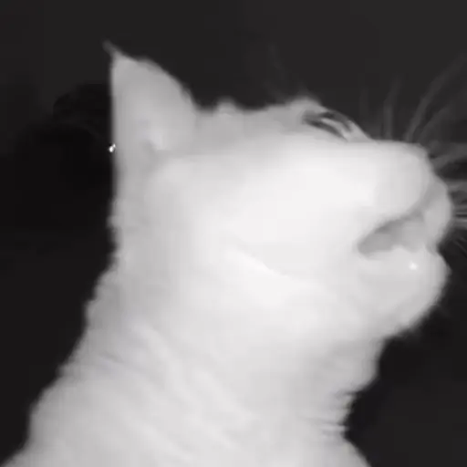 Gatos 🐈🐈‍⬛ Michis funny 😸 5