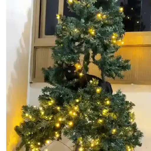 Gata loca 🤨🌲 2