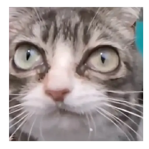 Gatos Memes 😼❤️ 2