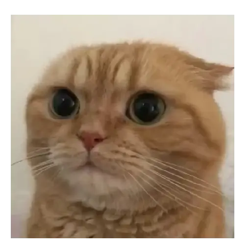 Gatos Memes 😼❤️ 8