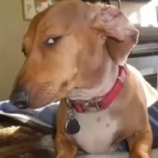 🤨 Sospechoso Meme Sus🫆🧐 5