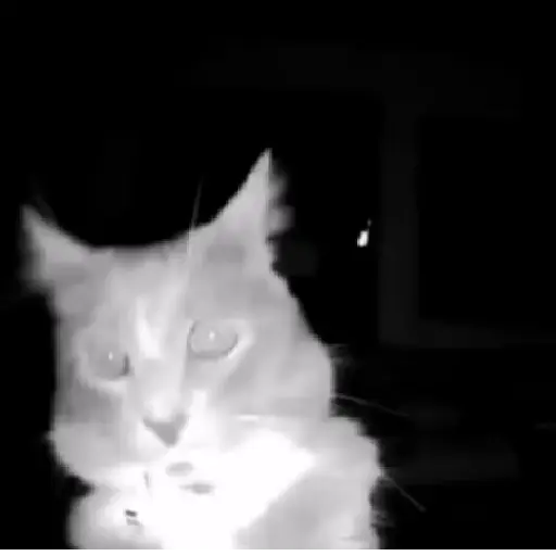 🐈 Gatos funny pal chat🐈‍⬛ 16