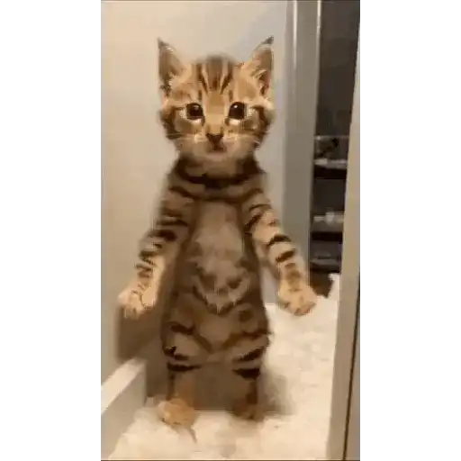 Kucing joget / dancing cat 3