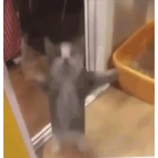 Kucing joget / dancing cat 4