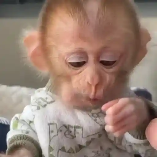 Monitos bonitos y tiernos🥰💕  6