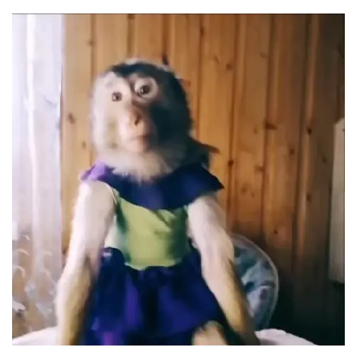 Mono TikTok 🐵 17
