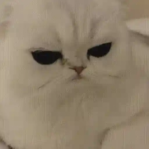 Gatos 😸🐈‍⬛ Michis funny 3🐈 2