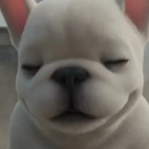 Perro Pibble 🐶  10