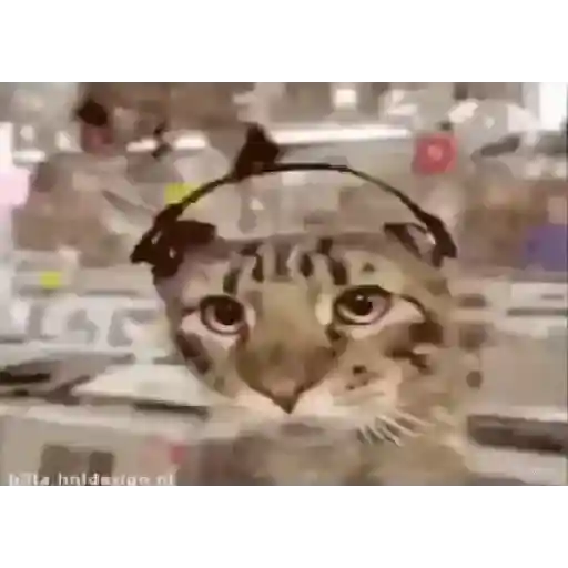🐱Michis Tiernos✨ 8