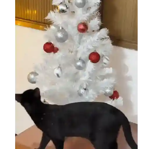 Gata loca 🤨🌲 7