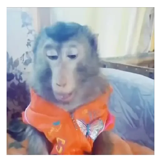 Mono TikTok 🐵 15